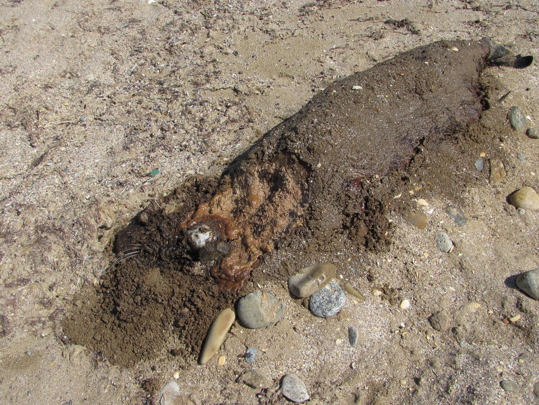 Image of Caspian Seal