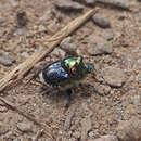 Слика од Onthophagus dandalu Matthews 1972