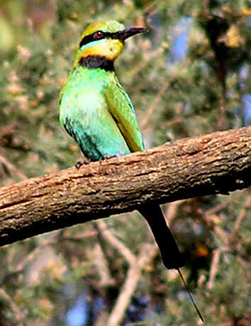 Image of Rainbow Bee-eater