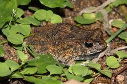 صورة Sclerophrys pusilla (Mertens 1937)