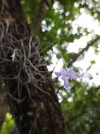 Image of Tillandsia mallemontii Glaz. ex Mez