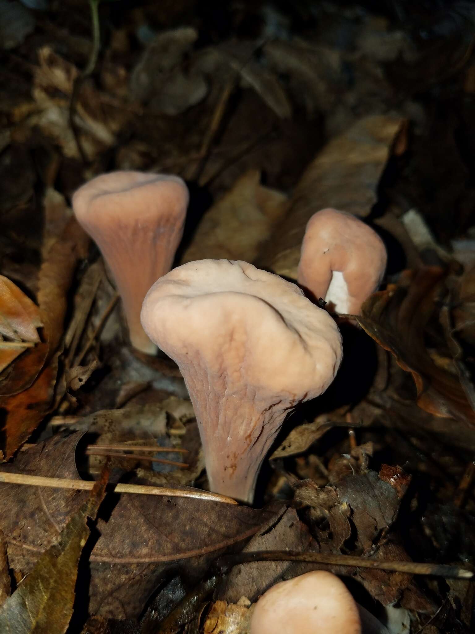 Image of Clavariadelphus unicolor (Berk. & Ravenel) Corner 1950