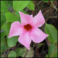 صورة Mandevilla laxa (Ruiz & Pav.) R. E. Woodson