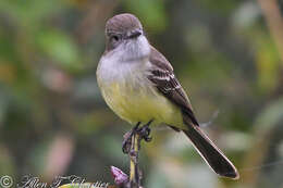 Image of Pale-edged Flycatcher