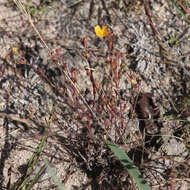 Image of grassy St. Johnswort