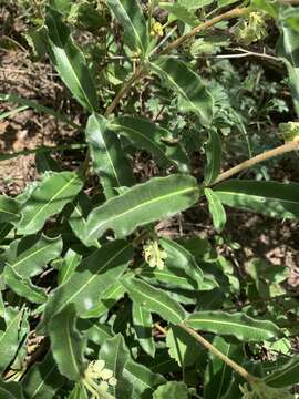 Image of Raphionacme procumbens Schltr.