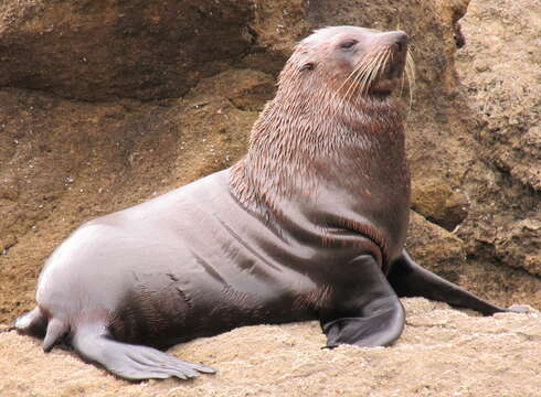 Image of Antipodean Fur Seal