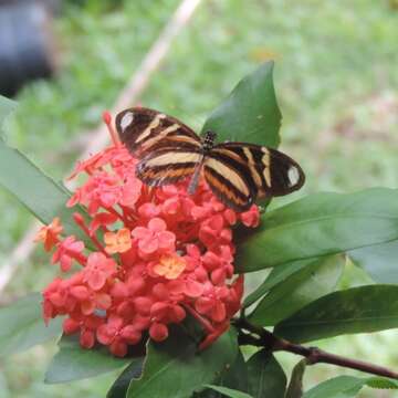 Image of Heliconius ethilla Latreille & Godart 1819