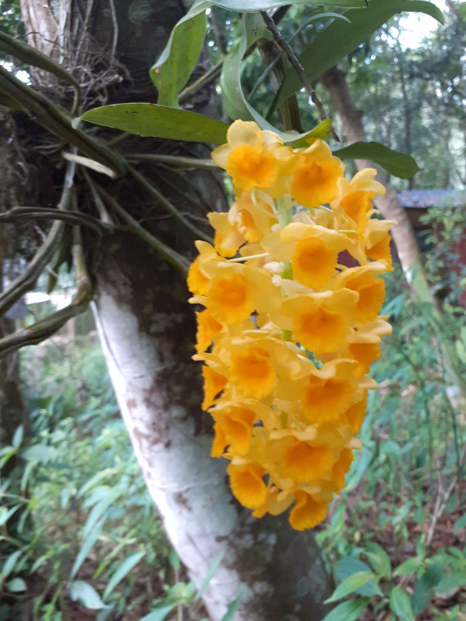 Imagem de Dendrobium densiflorum Lindl.