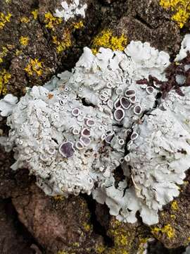 Image of rosette lichen