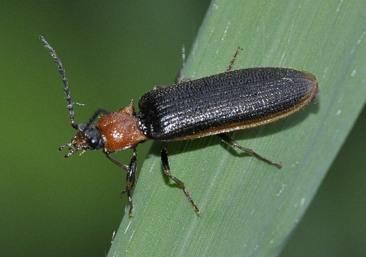 Image of Denticollis linearis