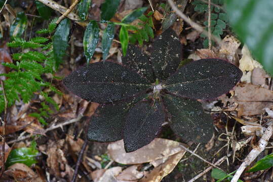 Imagem de Ardisia mamillata Hance