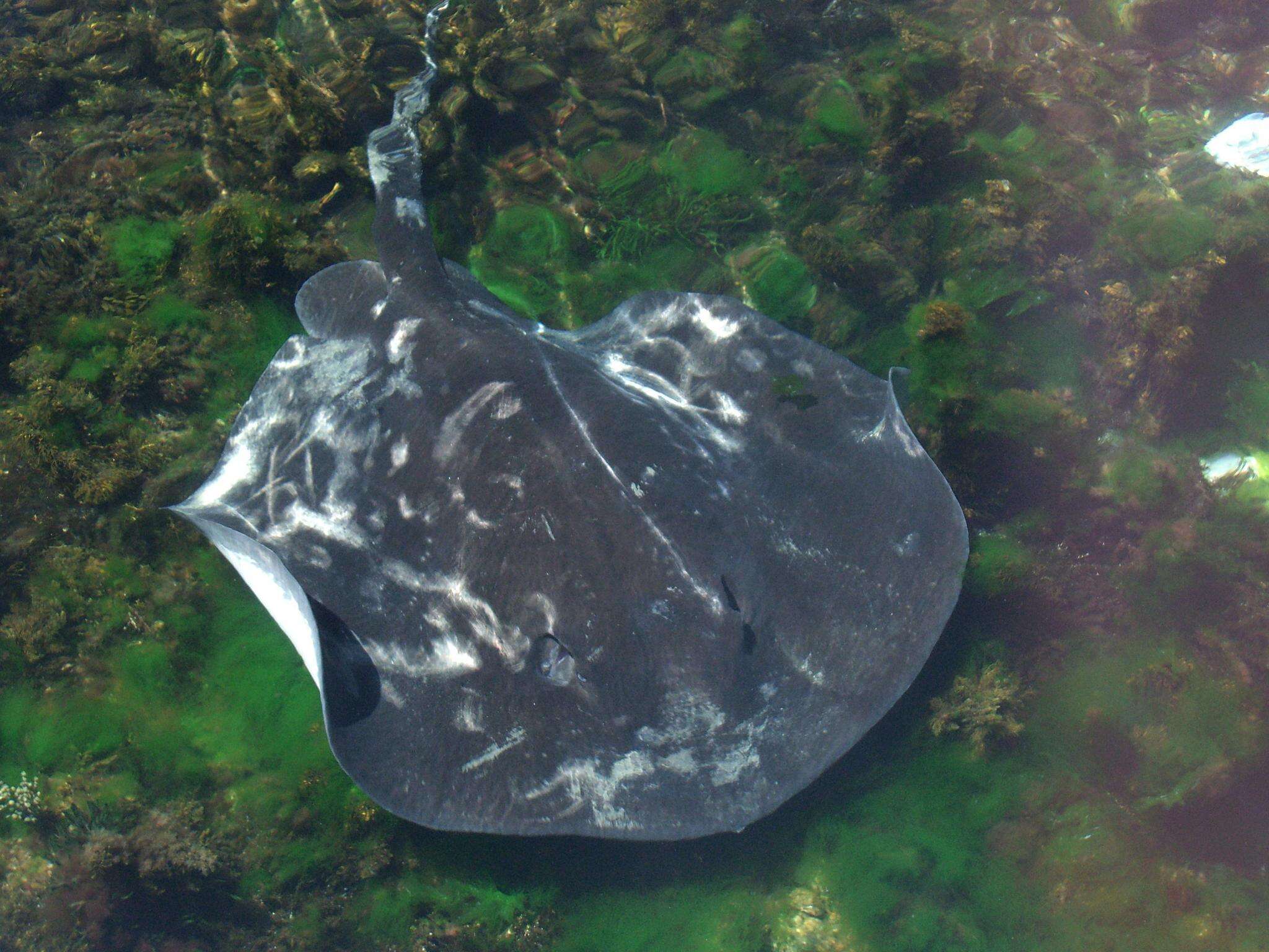 Image of Short-tail Stingray