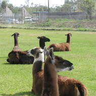 Image of llama