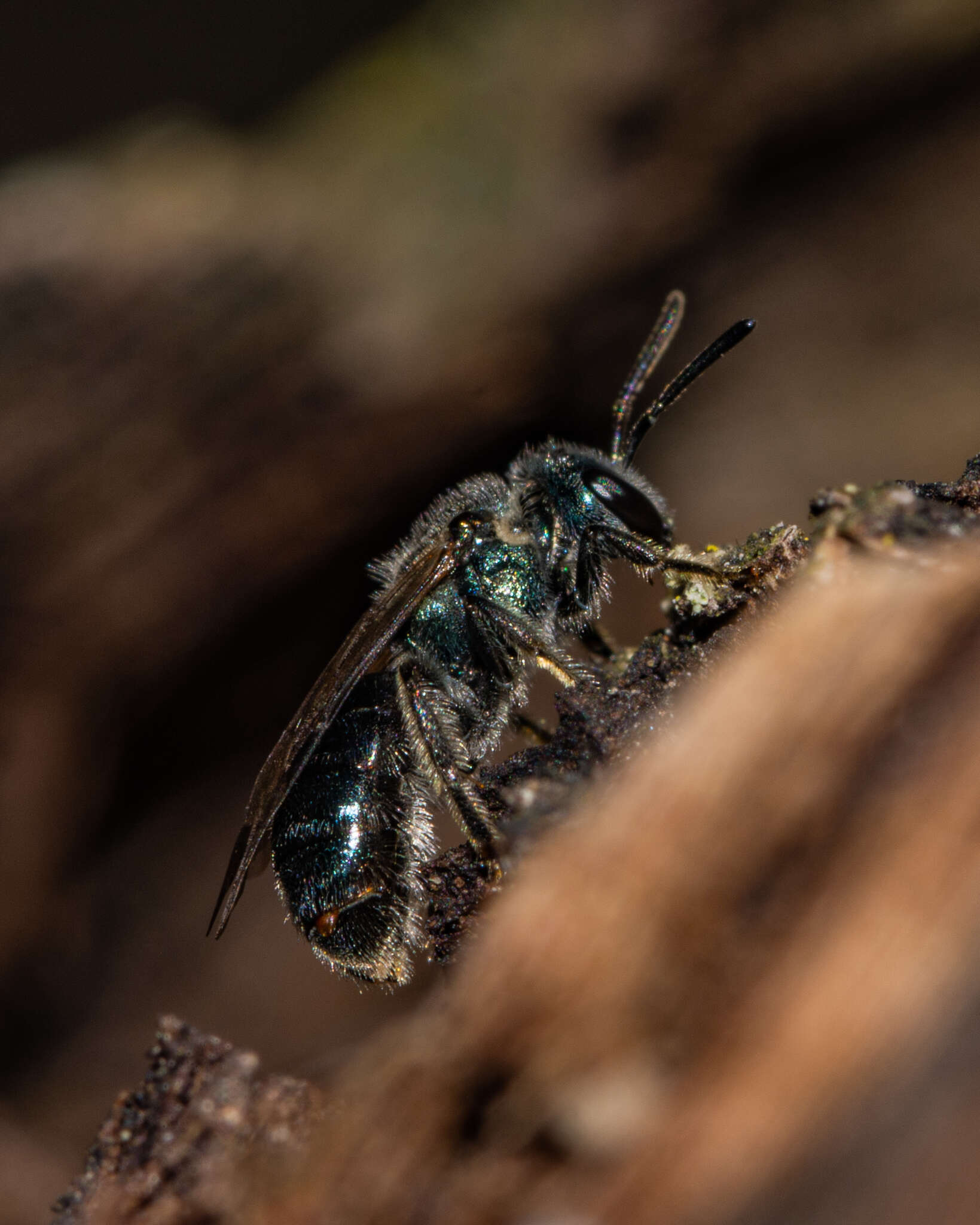 Lasioglossum coeruleum (Robertson 1893) resmi