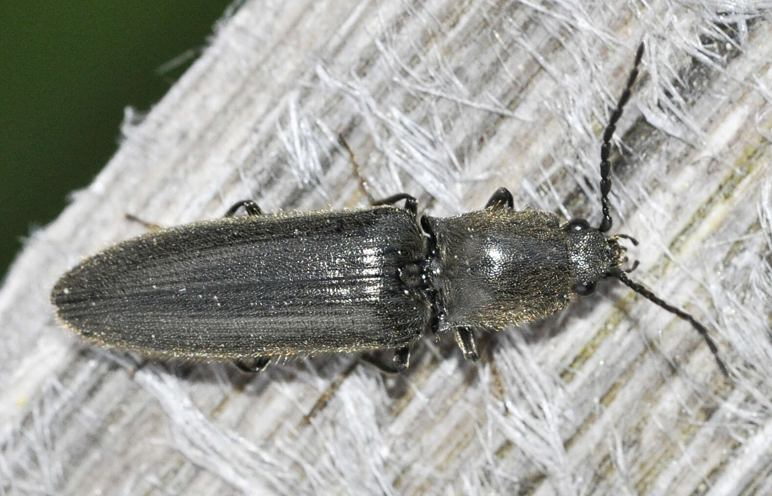 Image of Hemicrepidius niger