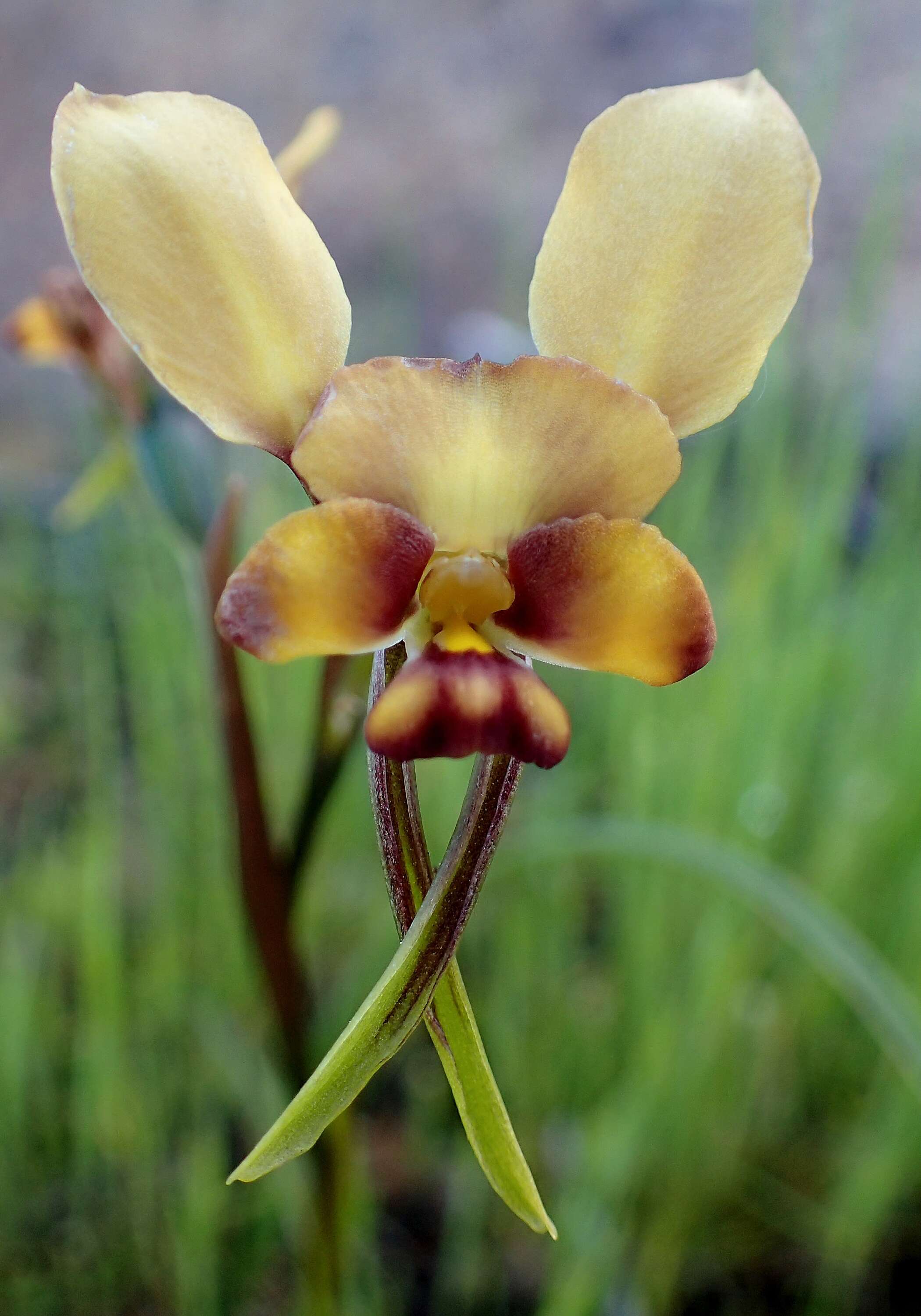 Image de Diuris conspicillata D. L. Jones