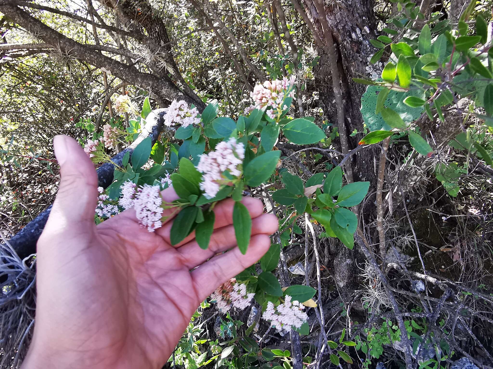 Image of Ageratina ligustrina (DC.) R. King & H. Rob.