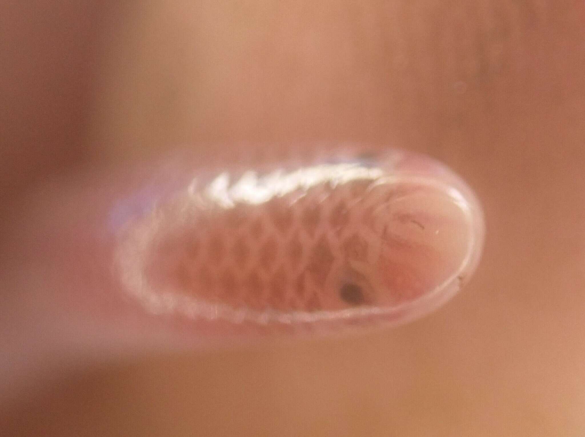 Image of Earthworm Blind Snake