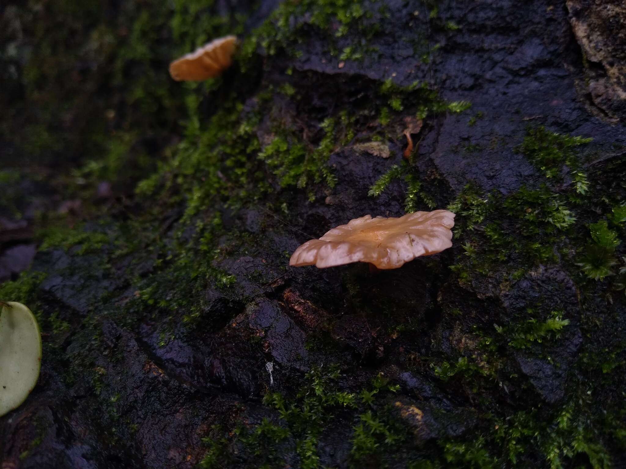 Plancia ëd Marasmiellus alliiodorus (Mont.) Singer 1962