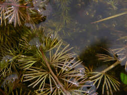 Image of flatleaf bladderwort