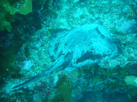 Image of Short-tail Stingray