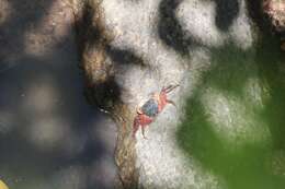 Metopograpsus latifrons (White 1847) resmi