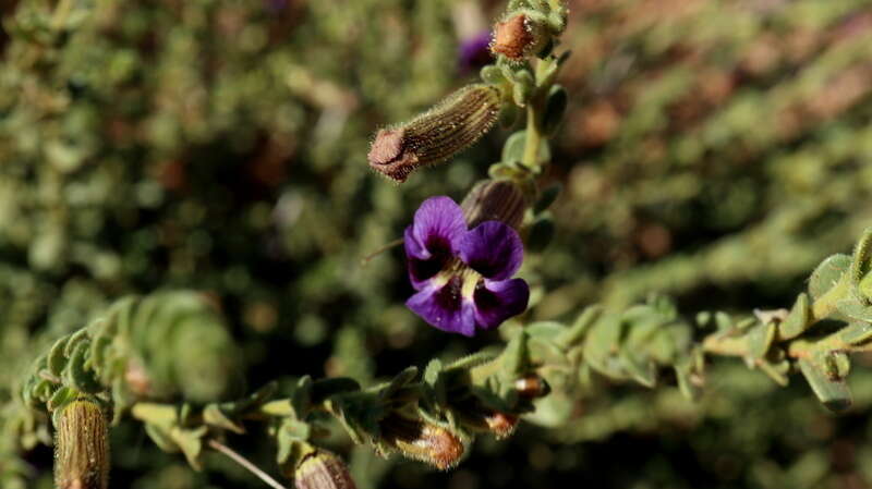 Imagem de Peliostomum virgatum E. Mey. ex Benth.