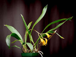 Image of Bifrenaria aureofulva Lindl.