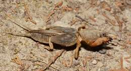 Image of Northern Mole Crickets