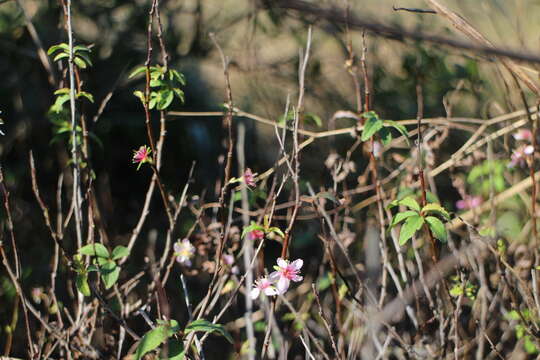 Imagem de Prunus pogonostyla Maxim.