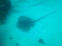 Image of Black Stingray