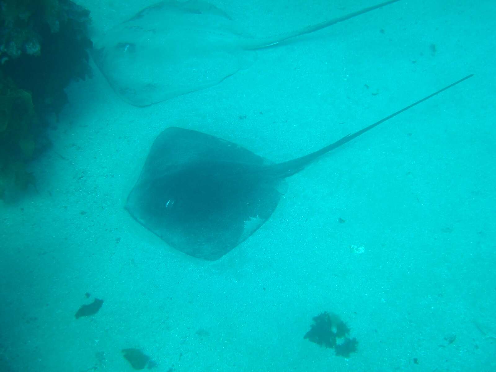 Image of Black Stingray