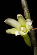 Image of Chameleon Dendrobium