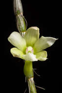 Image of Chameleon Dendrobium