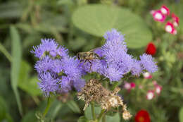 Imagem de Ageratum houstonianum Mill.