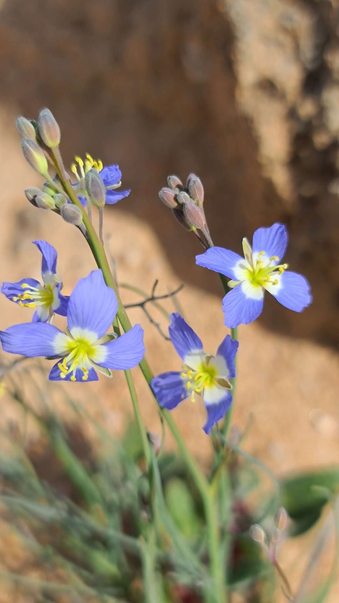 Image of Heliophila schulzii Marais