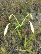 Image de Crinum americanum L.