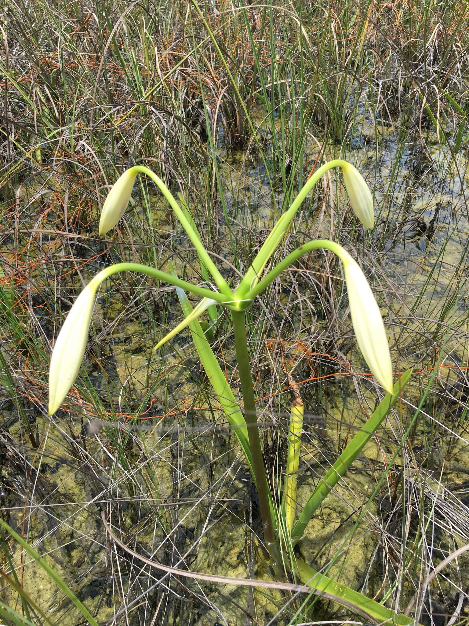 Image de Crinum americanum L.