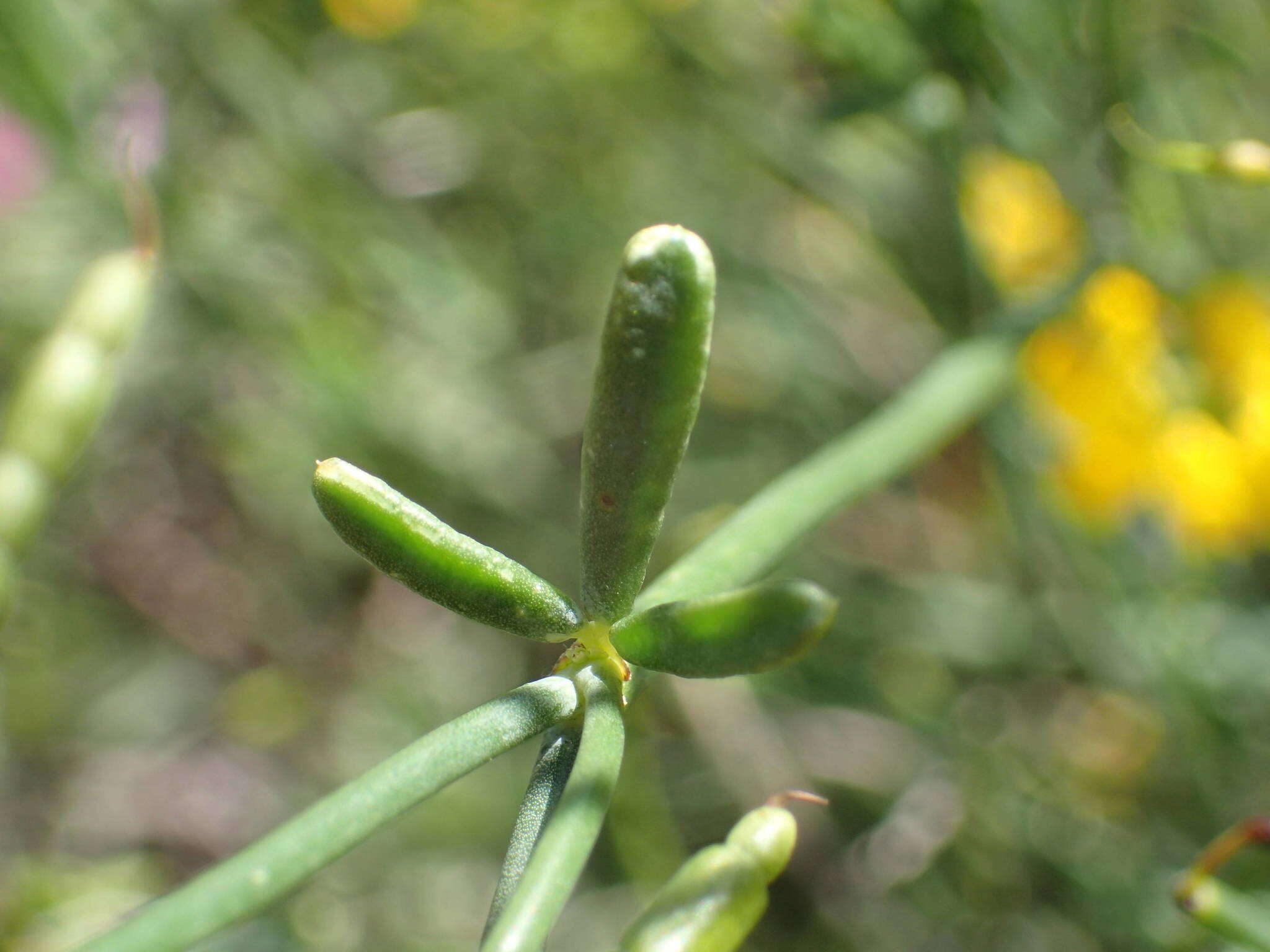 Plancia ëd Coronilla juncea L.