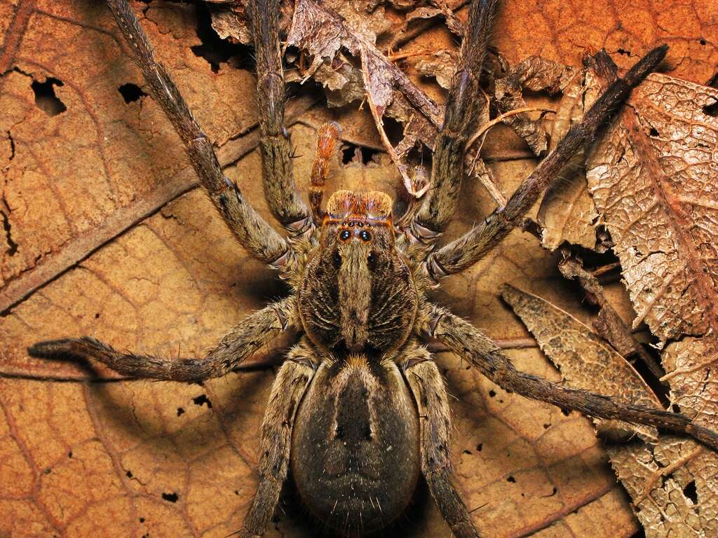 Imagem de Lycosa erythrognatha Lucas 1836