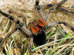 Image of Lycosa erythrognatha Lucas 1836