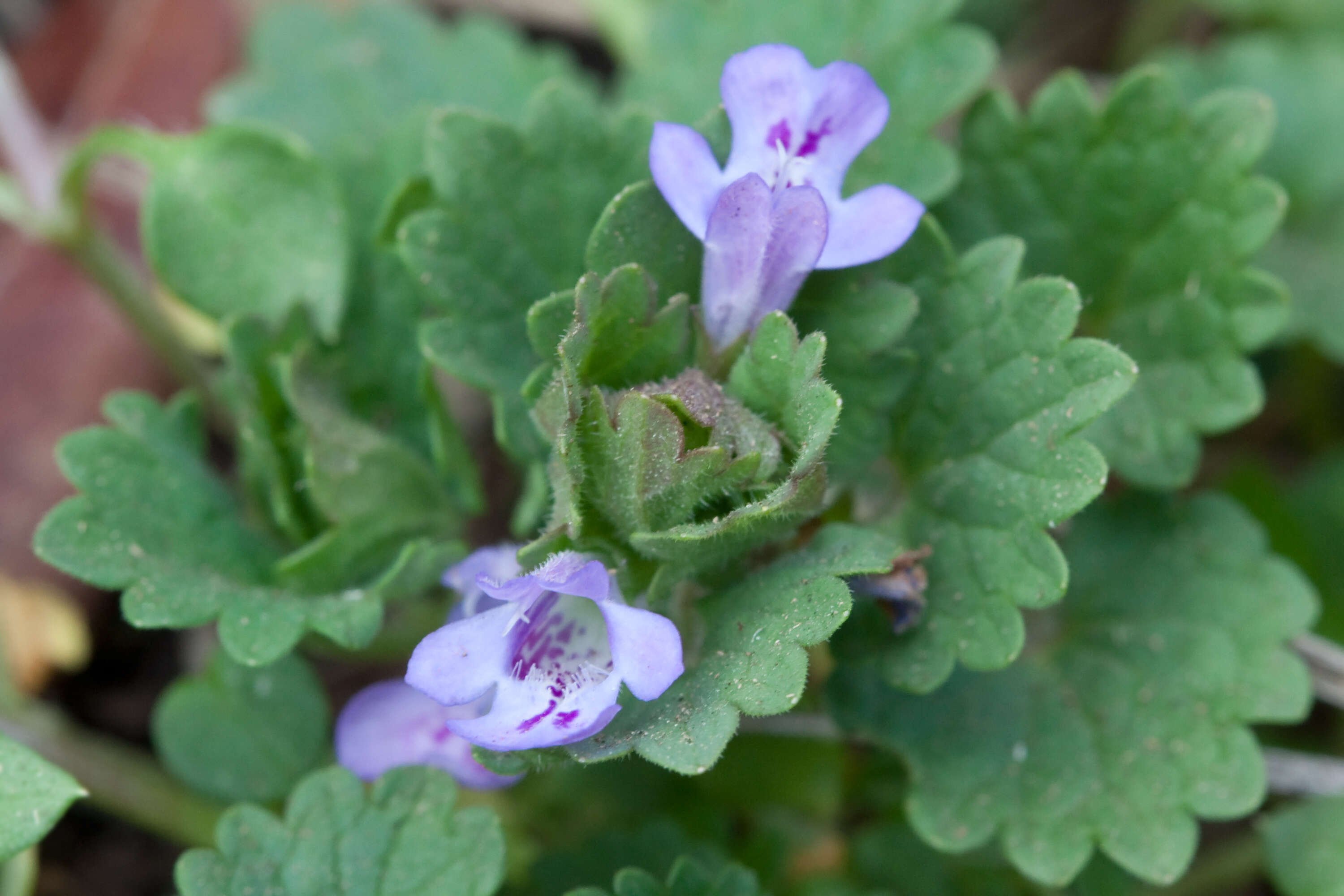 Image of Ground ivy