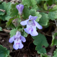 Image of Ground ivy