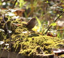 Image of Eastern Winter Wren