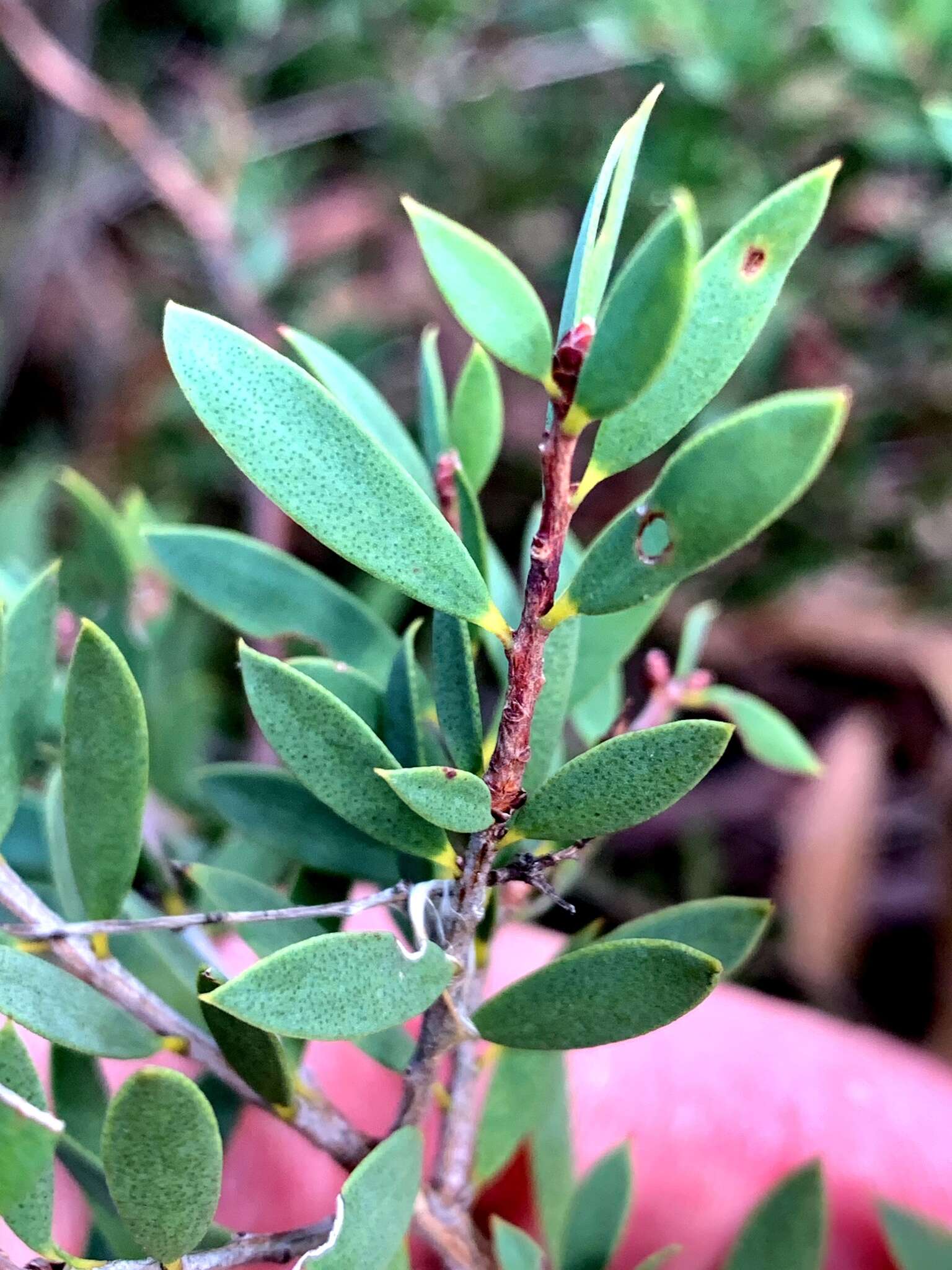 Sivun Melaleuca deanei F. Müll. kuva