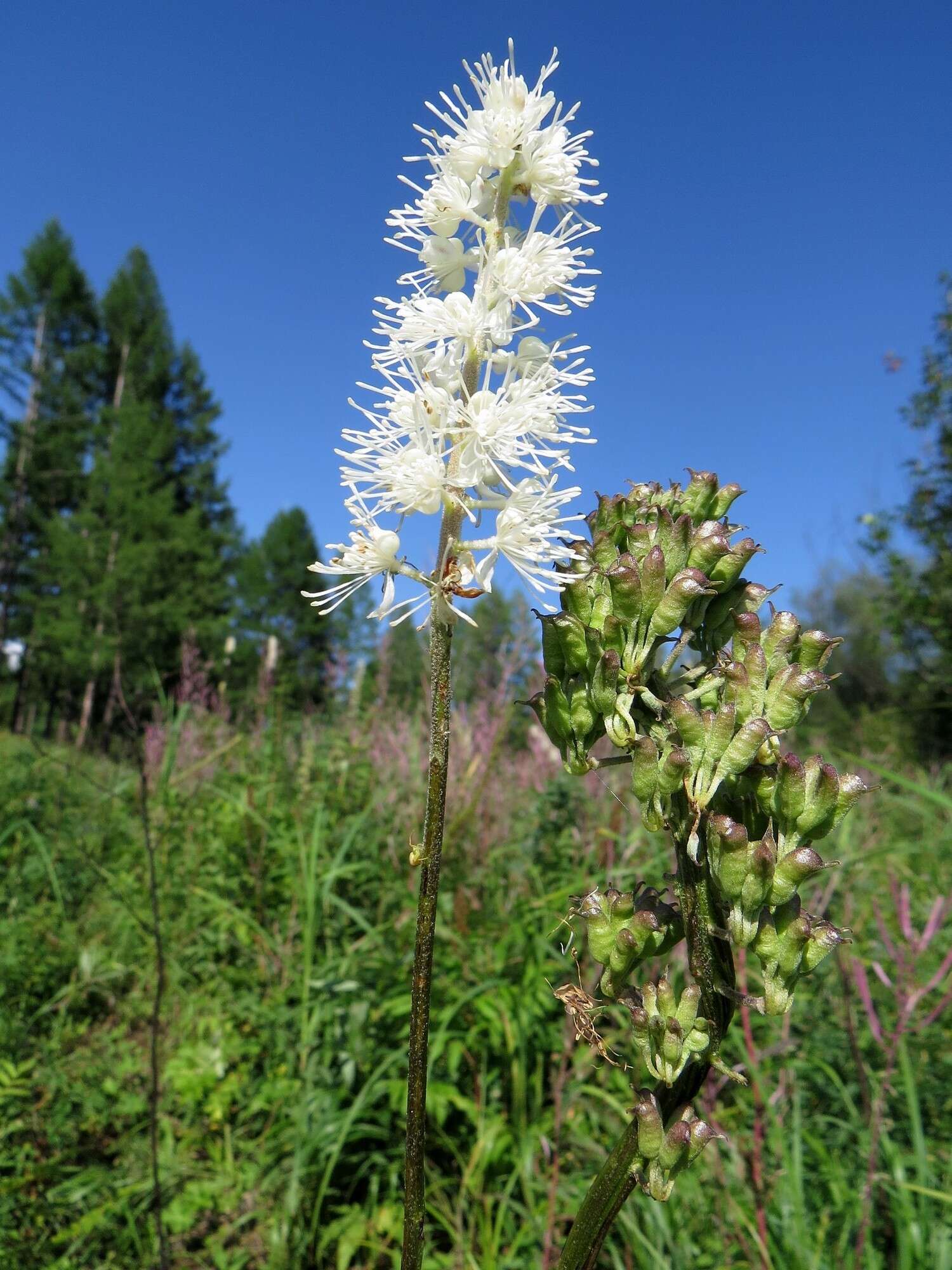 Plancia ëd Actaea simplex (DC.) Wormsk. ex Fisch. & Mey.