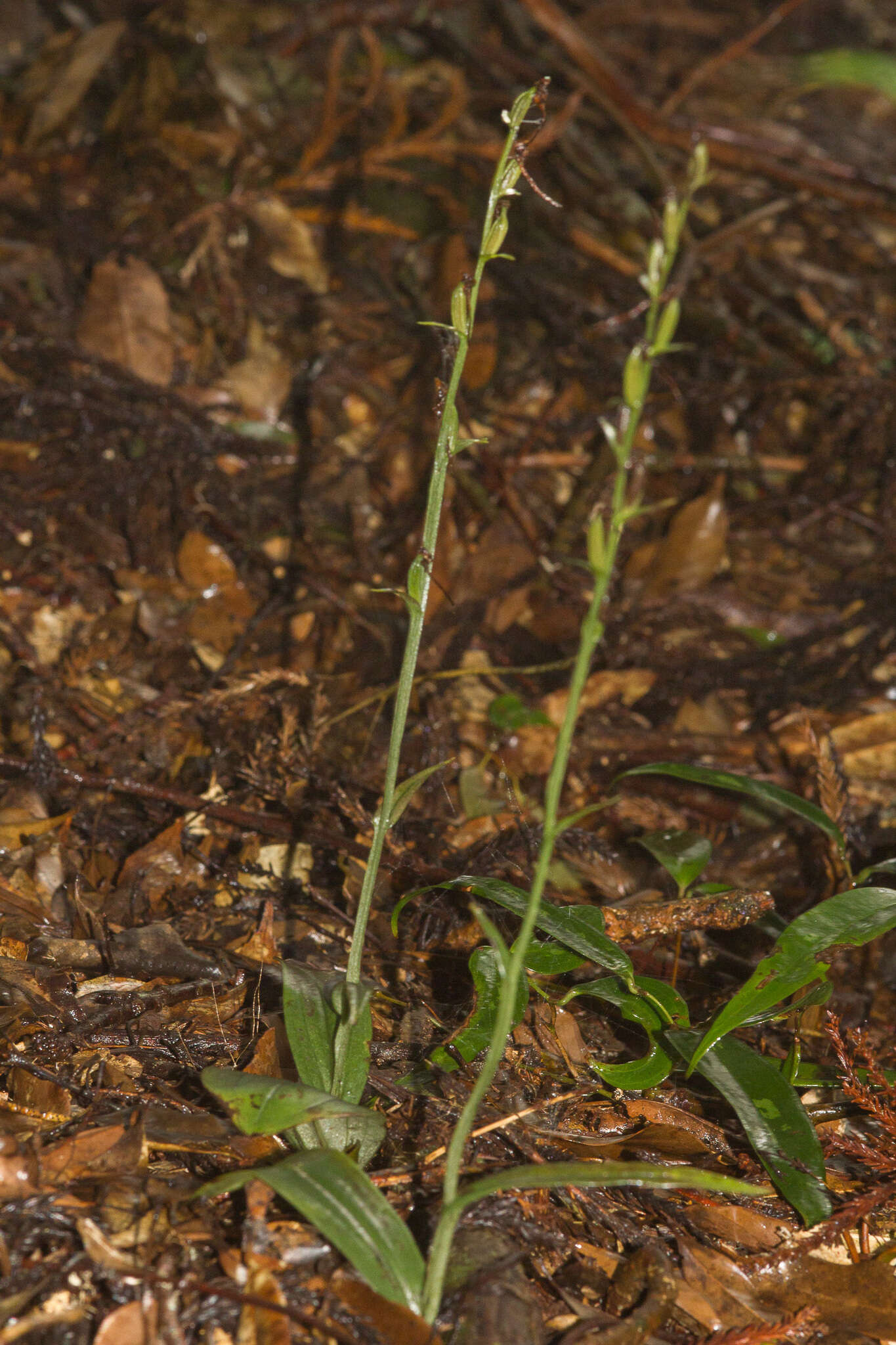 Слика од Platanthera minor (Miq.) Rchb. fil.