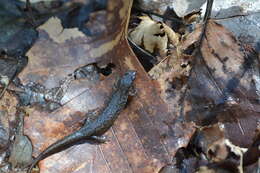 Image of Santeetlah Dusky Salamander