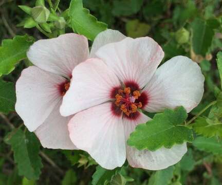 Image of spearleaf swampmallow